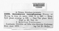 Ascomyces caerulescens image